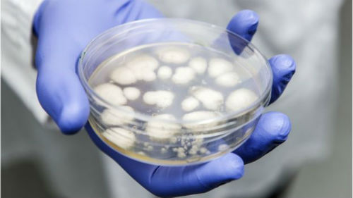  penicillium fungus in a petri dish spl2017