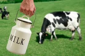 cow and milk